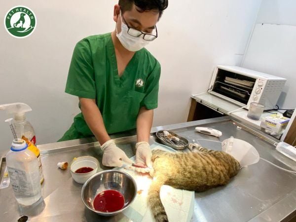 PethHealth có dịch vụ cấp cứu thú cưng 24/7