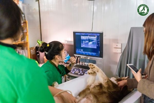 Bệnh viện thú y PetHealth sở hữu đội ngũ bác sĩ giàu kinh nghiệm và trang thiết bị hiện đại