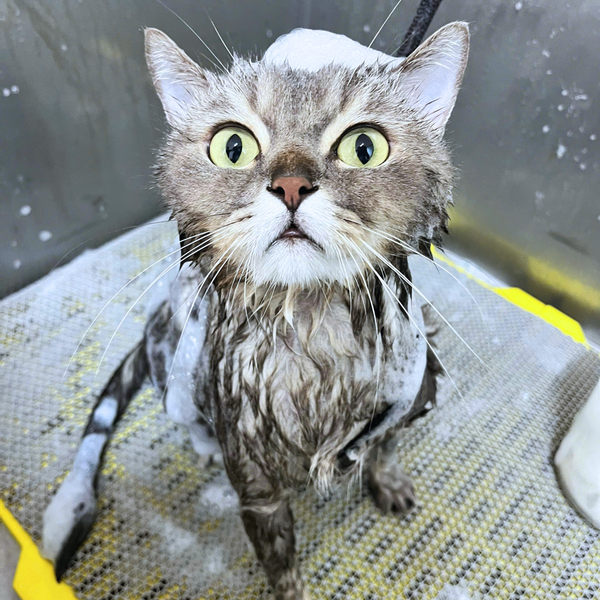 Spa cho chó mèo sẽ phải có dịch vụ tắm sạch chuyên sâu