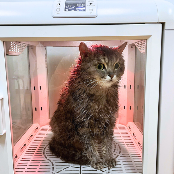 Spa cho chó mèo sẽ phải có dịch vụ tắm sạch chuyên sâu