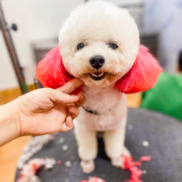 Spa cho chó mèo sẽ bao gồm dịch vụ cắt tỉa lông thẩm mỹ