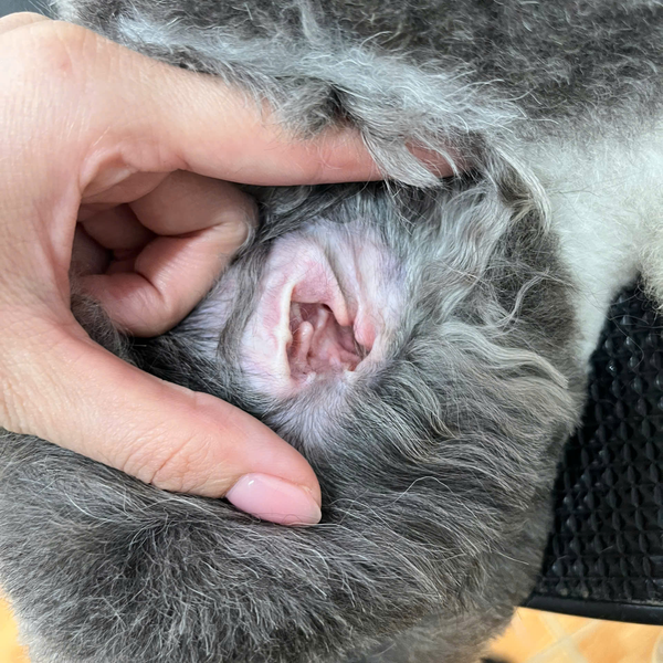 Spa cho chó mèo sẽ bao gồm dịch vụ vệ sinh tai, mắt, miệng