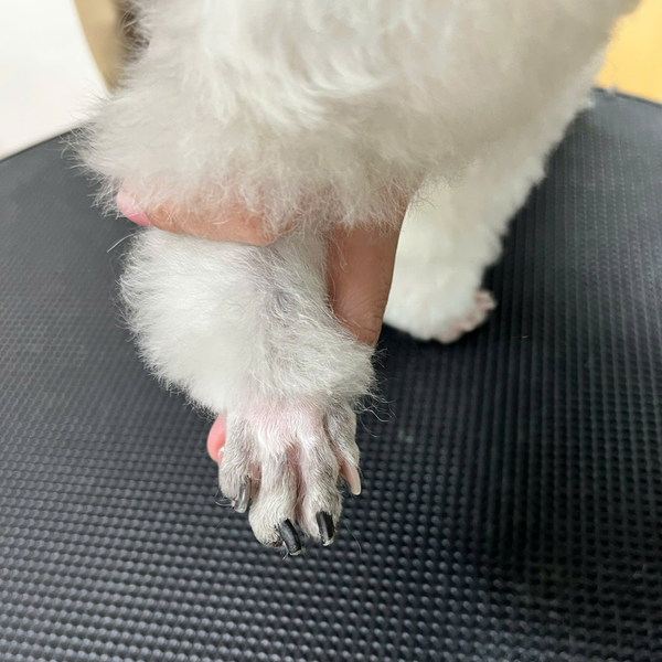 Spa cho chó mèo sẽ bao gồm dịch vụ vệ sinh bàn chân và cắt móng