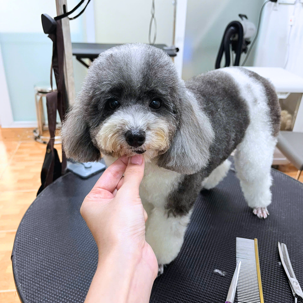 Spa cho chó mèo có cả dịch vụ spa trị liệu và massage chuyên sâu