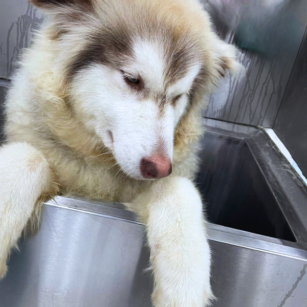 Tắm cho chó là bước vệ sinh không thể thiếu đảm bảo chó được sạch sẽ, khoẻ mạnh