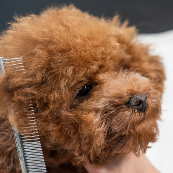 Tắm cho chó tại nhà cần chải lông trước cho chó