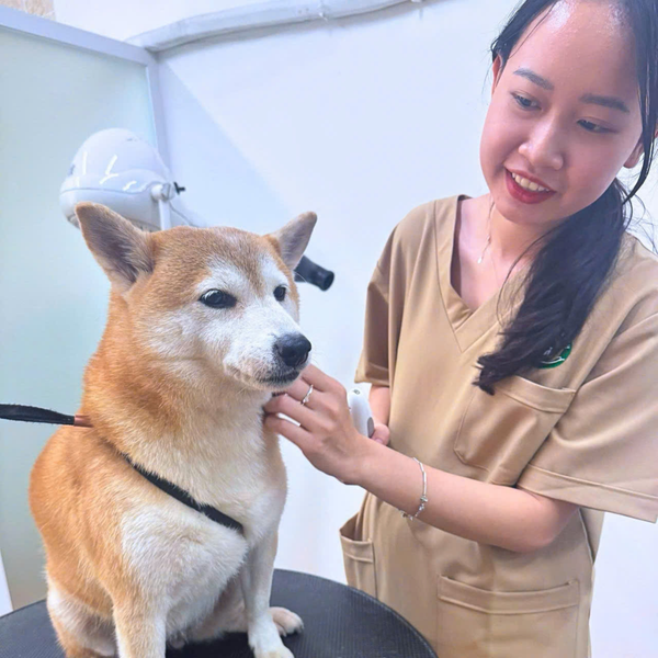 Tắm cho chó tại bệnh viện thú y sẽ an toàn hơn
