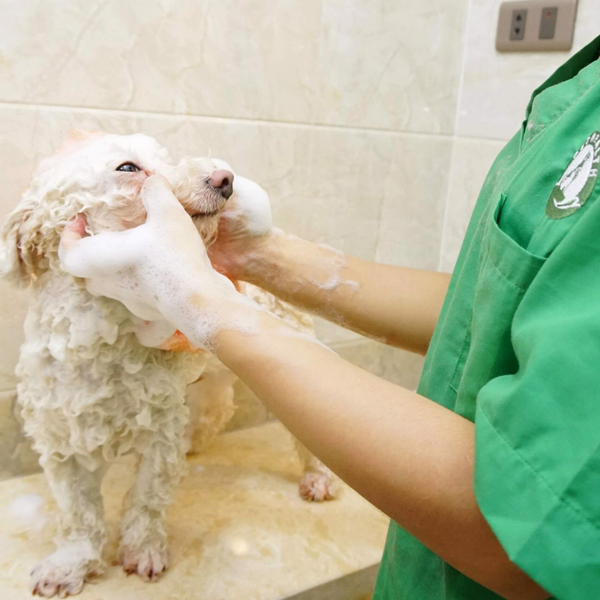 Tắm cho chó tại PetHealth đạt tiêu chuẩn 6 bước chuyên nghiệp
