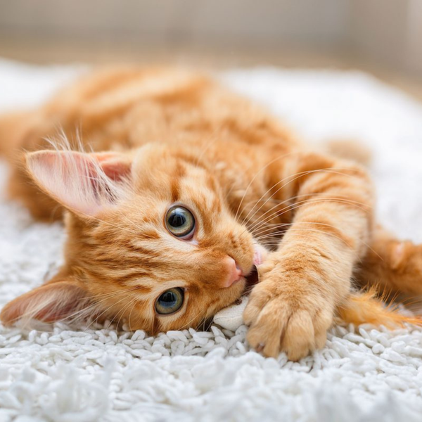 Mèo thường hay vệ sinh cơ thể nên chủ nuôi không cần tắm quá thường xuyên cho chúng