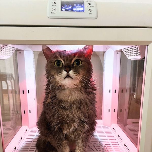 Tắm cho mèo tại bệnh viện thú ý sẽ được sử dụng các thiết bị sấy khô chuyên dụng