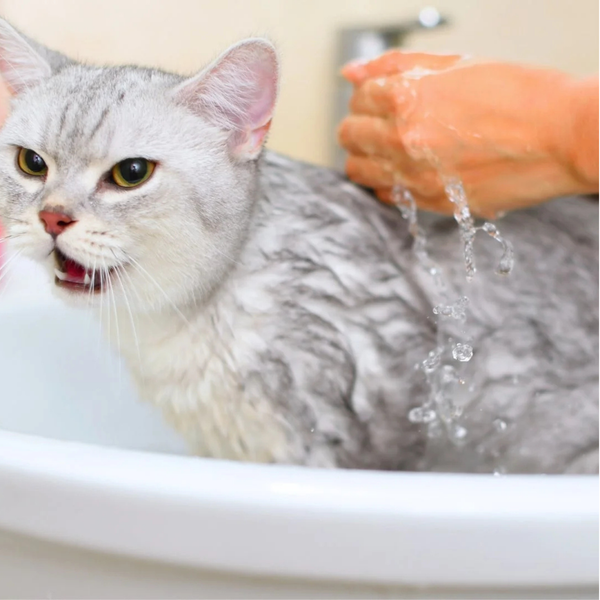 Tắm cho mèo không nên ép khiến chúng bị stress