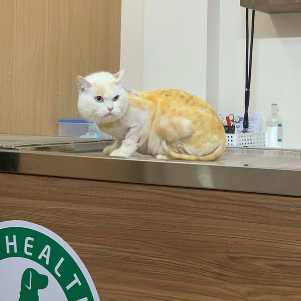 Tắm cho mèo nên được áp dụng khi mèo bị bệnh da liễu