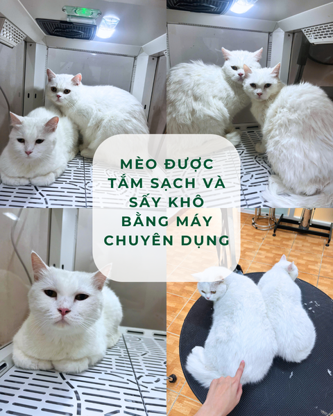 Tại PetHealth mèo được spa theo quy trình chuyên nghiệp, hiện đại, nhanh gọn