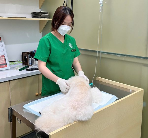 Thú cưng gặp tình huống khẩn cấp thì bệnh viện thú y 27/4 chính là cứu cánh tốt nhất