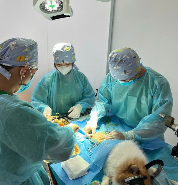 PetHealth có phòng mổ hiện đại cùng đội ngũ bác sĩ tay nghề cao