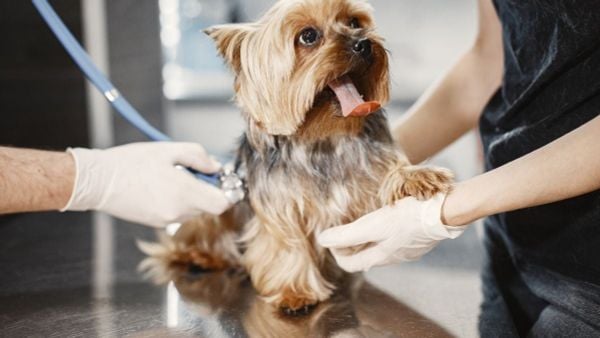 Nhu cầu tìm thú y gần đây đang ngày càng trở nên phổ biến