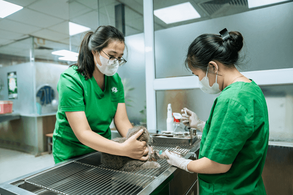 Thú y gần đây uy tín cần có quy trình làm việc chuyên nghiệp