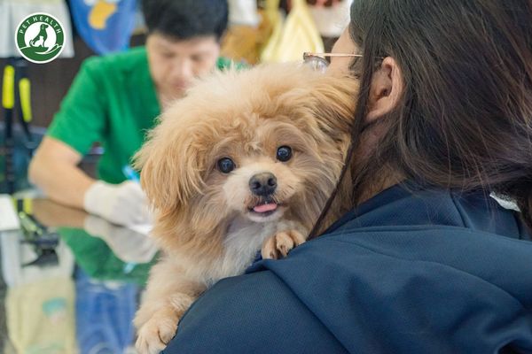 Thời điểm lý tưởng để mang chó đi tiêm phòng là lúc chó có sức khoẻ ổn định