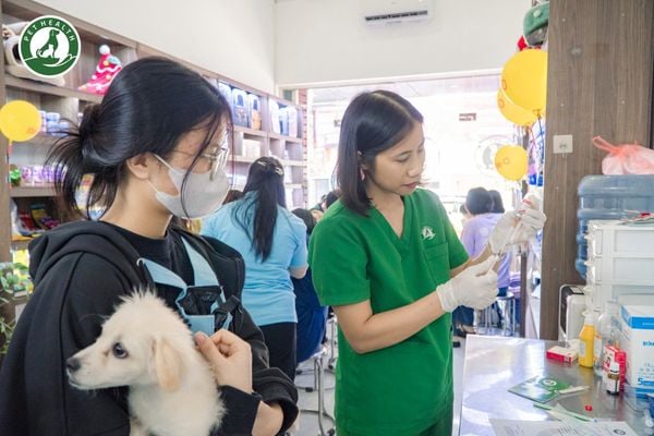 Tiêm phòng cho chó tại bệnh viện thú y sẽ giúp chó được sử dụng vắc xin chất lượng, được theo dõi và được nhắc lịch hẹn.