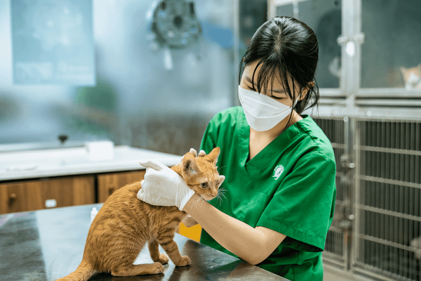 Tiêm phòng cho mèo tại PetHealth sẽ được đảm bảo theo quy trình nhanh, gọn và hiệu quả