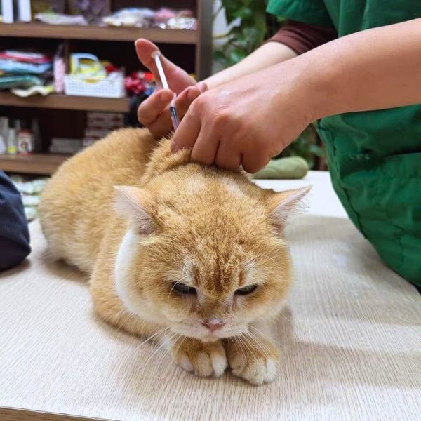 Tiêm phòng chó mèo cần tuy theo giai đoạn