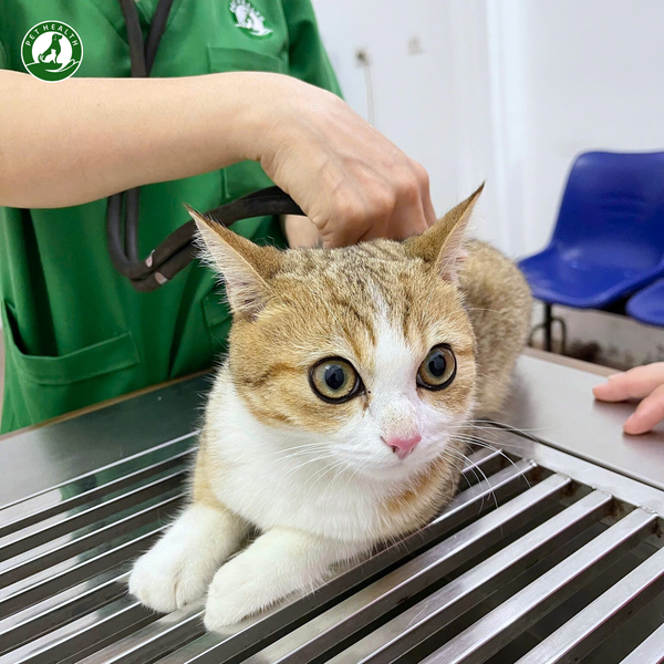 Mèo con có hệ miễn dịch yếu rất dễ bị phản ứng sau tiêm