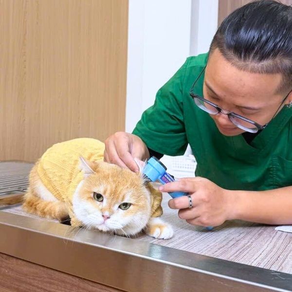 Mèo có vấn đề về sức khoẻ sẽ được bác sĩ kiểm tra trước khi tiêm