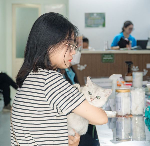 Vắc xin bắc buộc là những loại vắc xin vô cùng phổ biến để tiêm phòng cho mèo