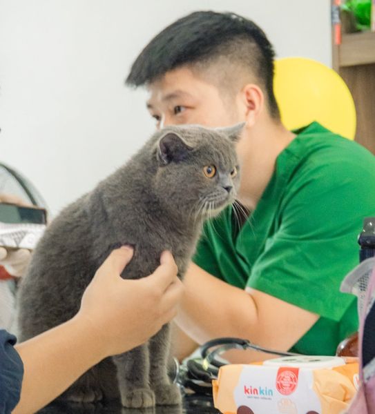 Mèo là loài có hệ miễn dịch kém nên đặc biệt cần được tiêm phòng đầy đủ