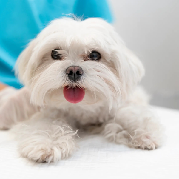 Cả chó mèo con hay trưởng thành đều có thể triệt sản