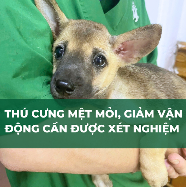 Thú cưng mệt mỏi, giảm ăn là&nbsp;trường hợp phổ biến nhất khiến thú cưng cần được xét nghiệm thú y