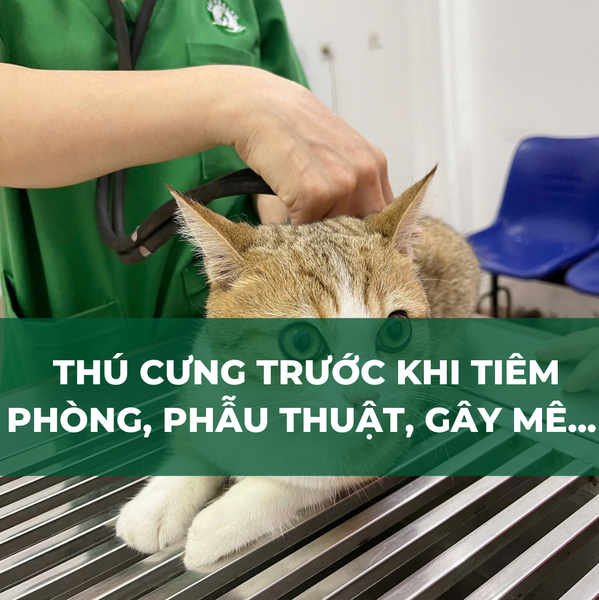 Xét nghiệm thú y thường được thực hiện khi thú cưng cần tiêm phòng, phẫu thuật...