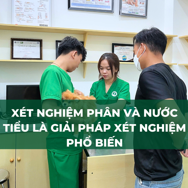 Xét nghiệm nước tiểu và phân là loại xét nghiệm thú y phổ biến nhất hiện nay