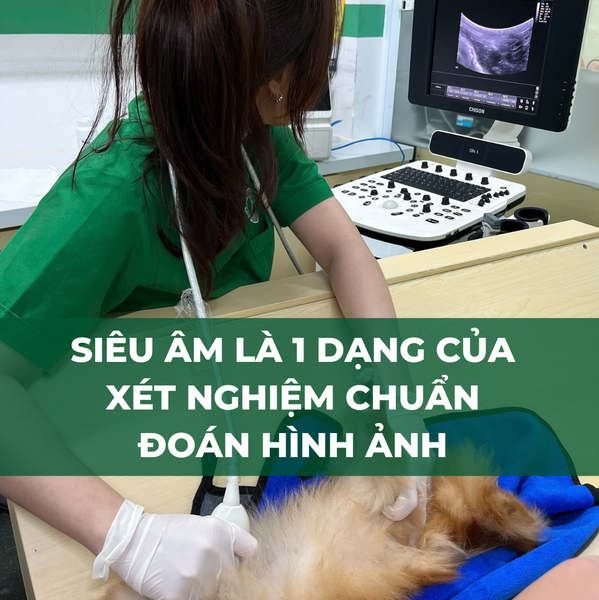 Siêu âm là 1 dạng xét nghiệm thú y phổ biến
