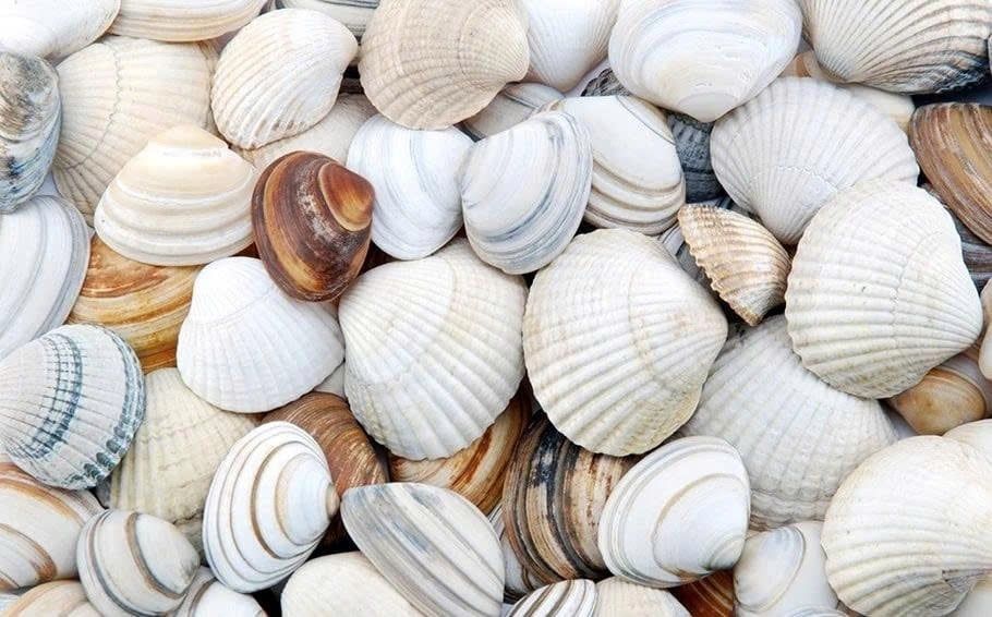 marine-calcium---nguon-canxi-dai-duong-cho-he-xuong-khoe-manh