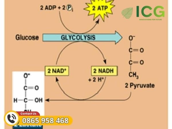 Phương pháp điều chế Lactic Acid