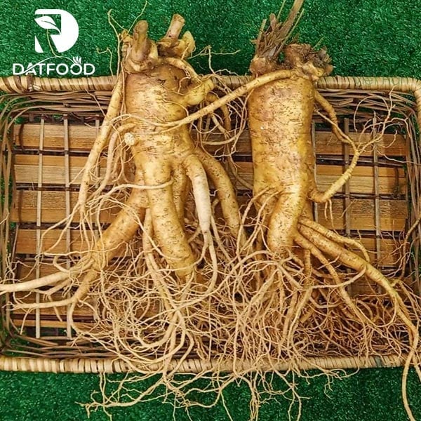 icon Nhân sâm tươi