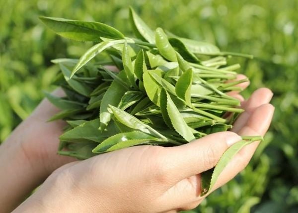 Bạn cần lưu ý đến tần suất khi sử dụng nước chè tươi rửa mặt