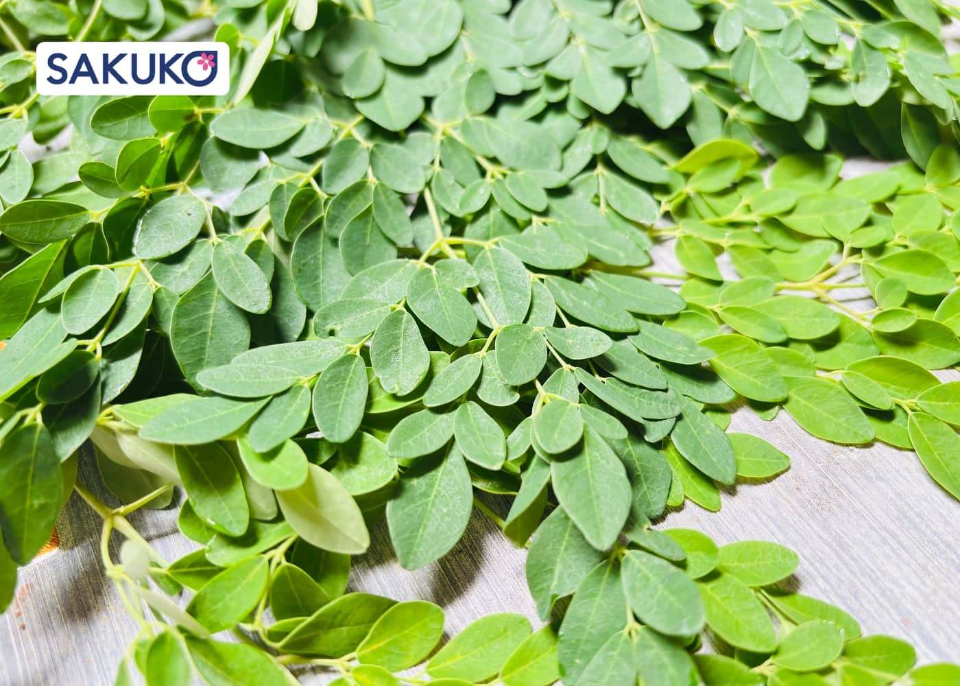Cây chùm ngây: Giàu dinh dưỡng,&nbsp;“tấm khiên