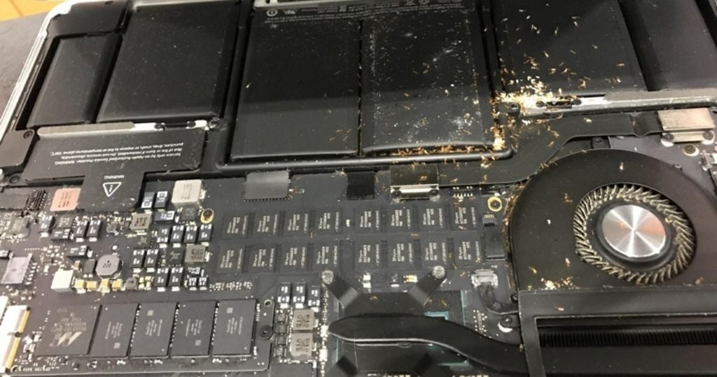 Kiến chui vào laptop có thể gây ra nhiều vấn đề nghiêm trọng