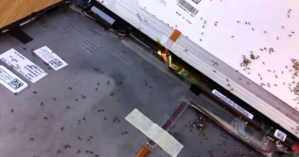 vì sao kiến lại thích chui vào máy tính