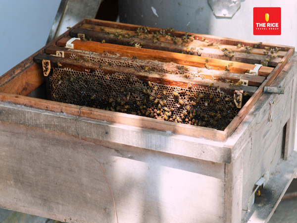 Honey bee farm