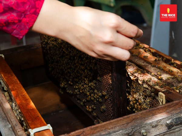 The beehives have just been harvested by the beekeeper.