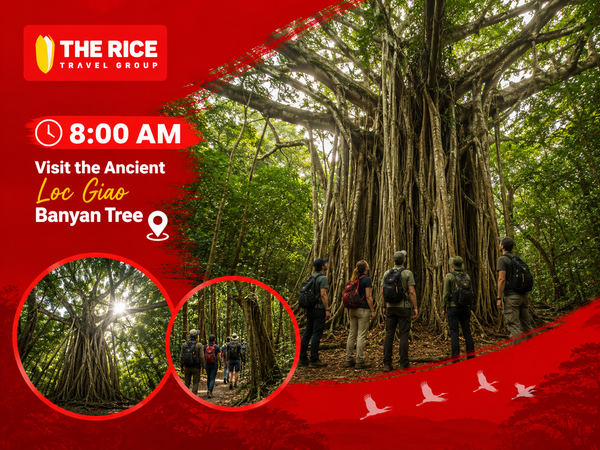 Visit the ancient Loc Giao Banyan Tree