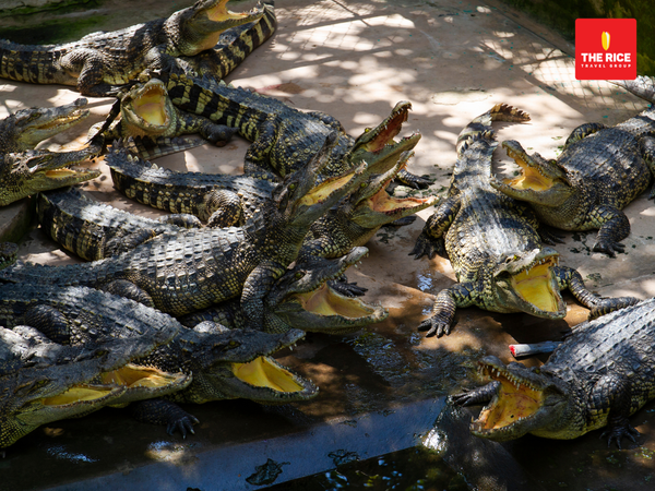 Crocodile