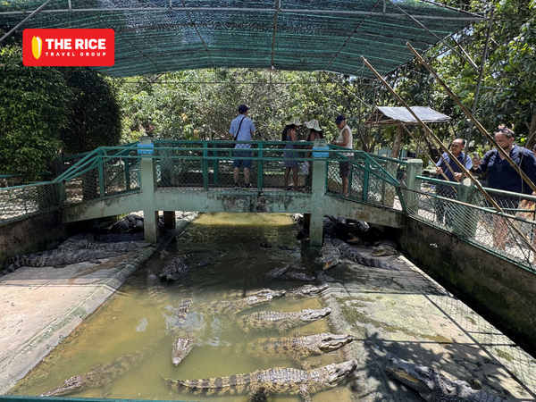 A memorable crocodile fishing experience awaits every traveler on The Rice Travel Group's Mekong Delta tour.