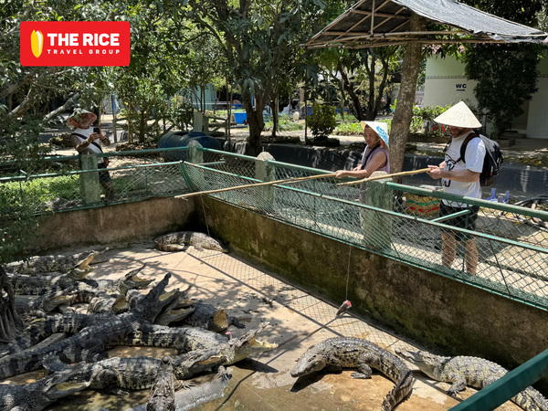 Trải nghiệm câu cá sấu đáng nhớ cho mọi du khách khi trải nghiệm tour mekong delta của The Rice Travel Group