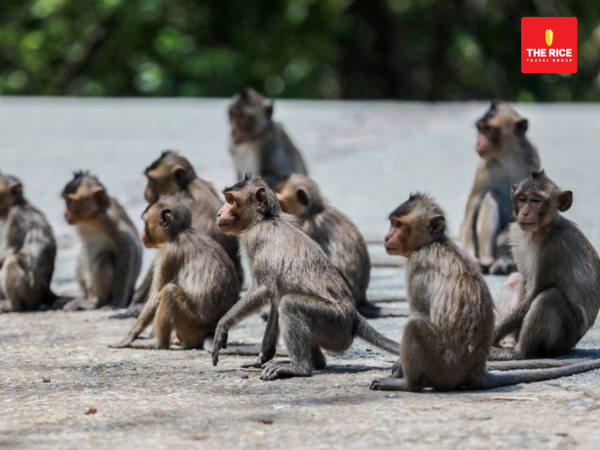 Monkey Island