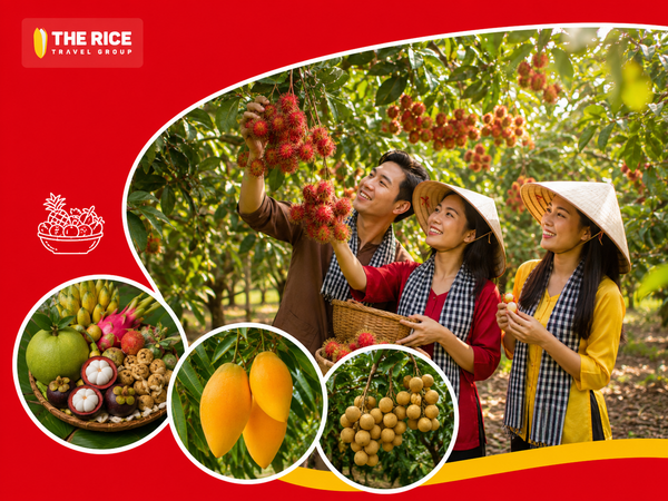 Bạn có thể trải nghiệm hái trái cây ngay tại vườn vô cùng thú vị