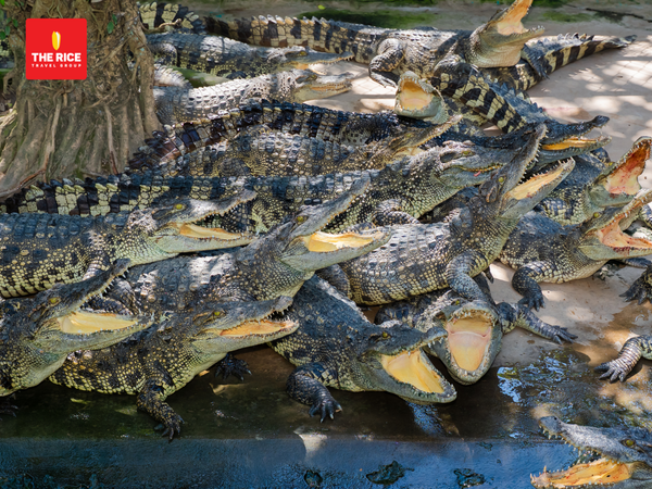 The crocodile fishing experience is incredibly exciting but still ensures safety for everyone.